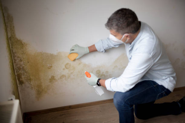 Best Industrial Mold Remediation  in Goshen, IN