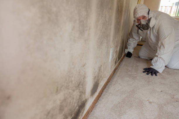 Best Mold Remediation for Rental Properties  in Goshen, IN